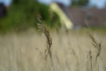 Obraz premium grass in the wind