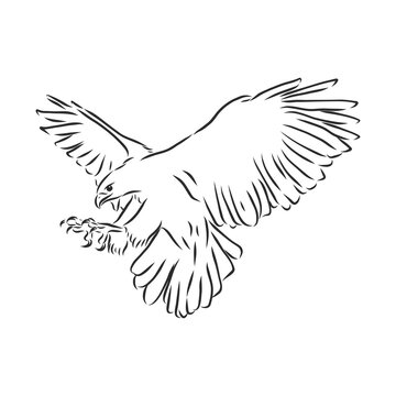Black and white illustration. Sketch of bird for tattoo art. Detailed hand drawn eagle for tattoo on back. Falcon bird, vector sketch