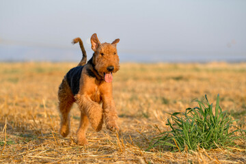 Airedale Terrier dog runs on the field with straw