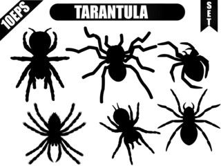 Tarantula icon set. Spider icon set. Vector of spider icon set with white background.