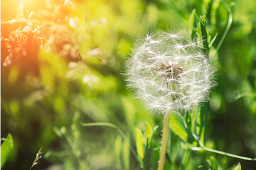 Dandelion head with seeds on a blurred natural background.