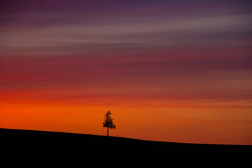 Obraz na płótnie Canvas 夕暮れ焼ける空と美瑛の一本木シルエット