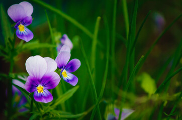 Flowering of viola tricolor in the garden. Nature concept for design