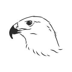 Black and white illustration. Sketch of bird for tattoo art. Detailed hand drawn eagle for tattoo on back. Falcon bird, vector sketch