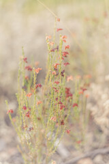 wild flowers in the garden