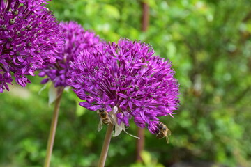 Bees on purple garlic flowers in summer