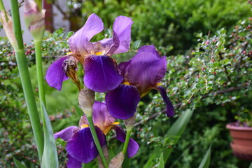 Iris flower in spring