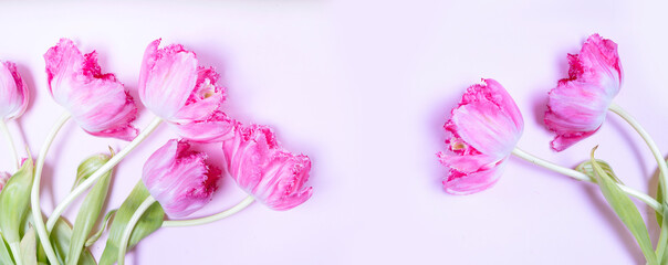 Naklejka na ściany i meble Pink blooming tulips