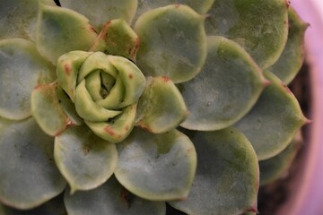 close up of an echeveria succulent in a pot