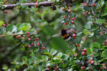 bumblebee  on a blooming cotoneaster bush