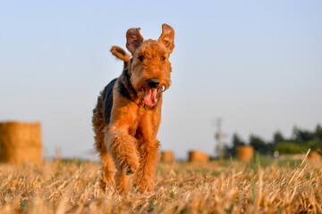 Airedale Terrier dog runs on the field with straw