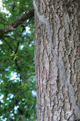 Oak processionary procession along the afflicted oak tree stem