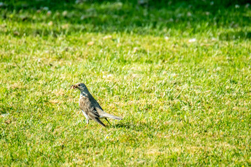 Kestrel catching worms on a lawn in County Donegal - Ireland