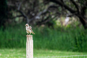 Kestrel catching worms on a lawn in County Donegal - Ireland