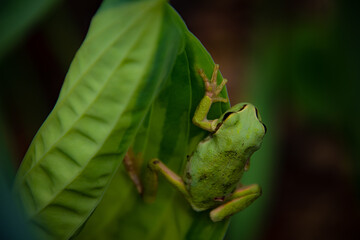 上野ファームのアマガエル