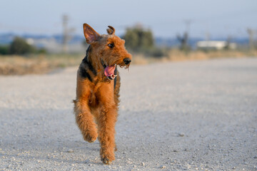 Airedale Terrier dog on the road 