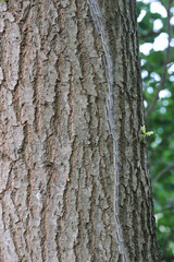 Oak processionary procession along the afflicted oak tree stem