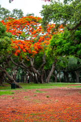 Beautiful nature park scene colorful red and green
