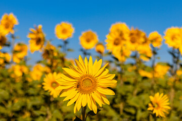 field of sunflowers in the summer