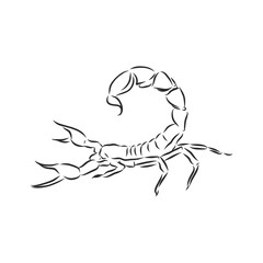 Hand drawn sketch of scorpion. Retro realistic animal isolated. Vintage tattoo. Doodle line graphic design. Scorpion, vector sketch illustration