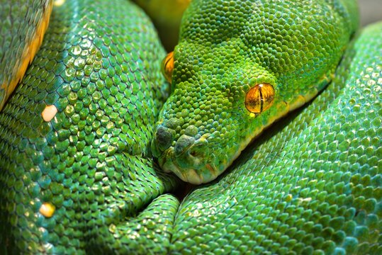 Green tree python Morelia viridis close-up. Tallinn zoo, Estonia. Portrait art. Environmental conservation, wildlife, zoology, herpetology theme