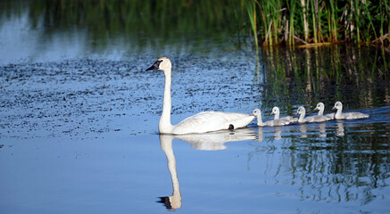 Trumpeter Swan and 5 cygnets peacefully swimming in an early summer morning