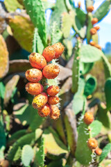 Indian fig opuntia cactus. Prickly pears by the Mediterranean Sea.
