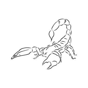 Hand drawn sketch of scorpion. Retro realistic animal isolated. Vintage tattoo. Doodle line graphic design. Scorpion, vector sketch illustration