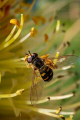 Tiny hoverfly sucks nectar from a rare rocket flower in early cool spring morning