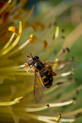 Tiny hoverfly sucks nectar from a rare rocket flower in early cool spring morning