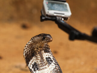 Royal cobra in Sri Lanka