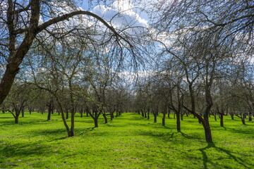 Spring is in the Loshitsa Park in Minsk