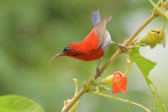 Crimson Sunbird Small birds feed on nectar from flowers.
