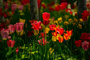 素敵なチューリップの陽だまり