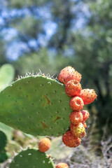 Indian fig opuntia cactus. Prickly pears by the Mediterranean Sea.