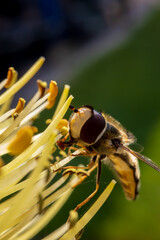 Tiny hoverfly sucks nectar from a rare rocket flower in early cool spring morning