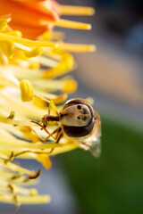 Tiny hoverfly sucks nectar from a rare rocket flower in early cool spring morning