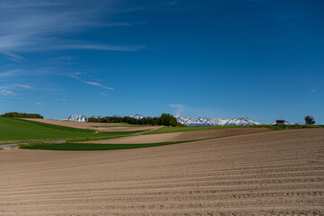 6月の残雪の山々と美瑛の丘