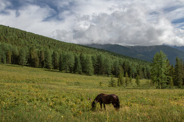 Fototapeta na wymiar A horse grazing in a flowering meadow in the valley of the Altai mountains. Bright evening light after rain.