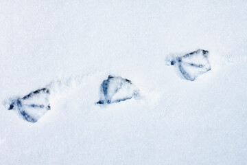 Three tracks from duck paws were printed on a snowy surface, the duck passed from left to right. Close-up.