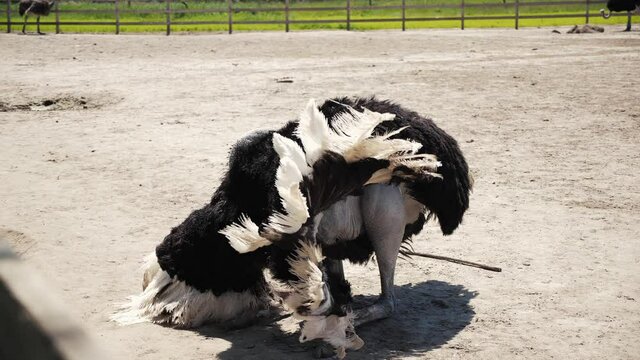 Ostrich dancing in ostrich farm. Slow motion shot 