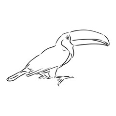toucan hand drawn vector llustration realistic sketch, Toucan bird, vector sketch illustration