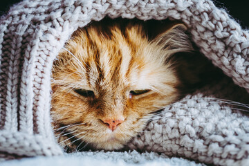 Adorable chat angora roux en train de dormir dans un pull en laine