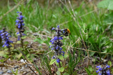 bumblebee on a blue flower