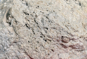 Stone texture with elements of the remains of ammonites, extinct cephalopods. Stones of the relict mountain Shihan Shah Tau.