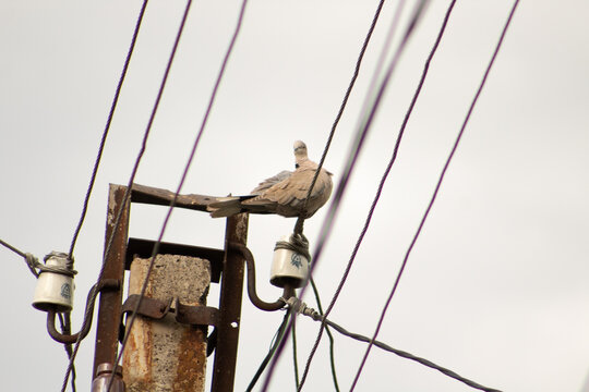 Pigeon sitting on electric wires against the sky