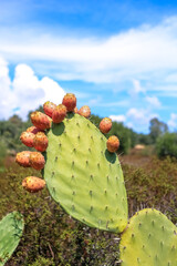 Indian fig opuntia cactus. Prickly pears by the Mediterranean Sea.