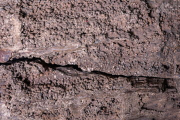 The texture of the petrified wood from interrithic fillings. A rare species of the genus dadoxilon from the class of cordaites
