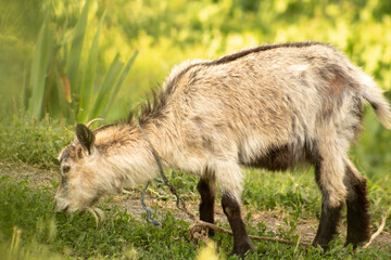 Naklejka na ściany i meble Young goat reaches for grass to eat with blurred background close-up