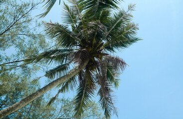 Obraz na płótnie Canvas Coconut palm | Malaysia 2018